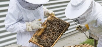 Pszczelarze pracujący przy ulu